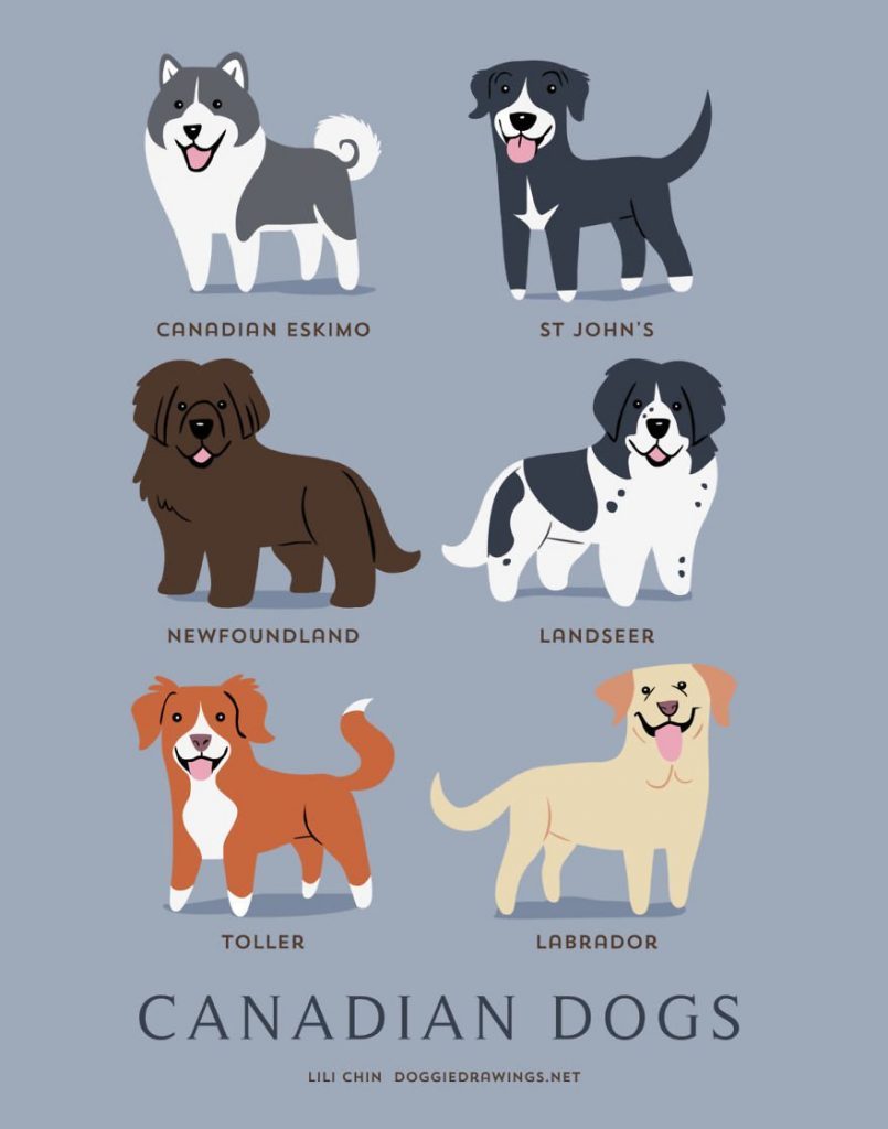 Dogs-Of-The-World-Cute-Poster-Series-Shows-The-Geographic-Origin-Of-Dog-Breeds12__canada
