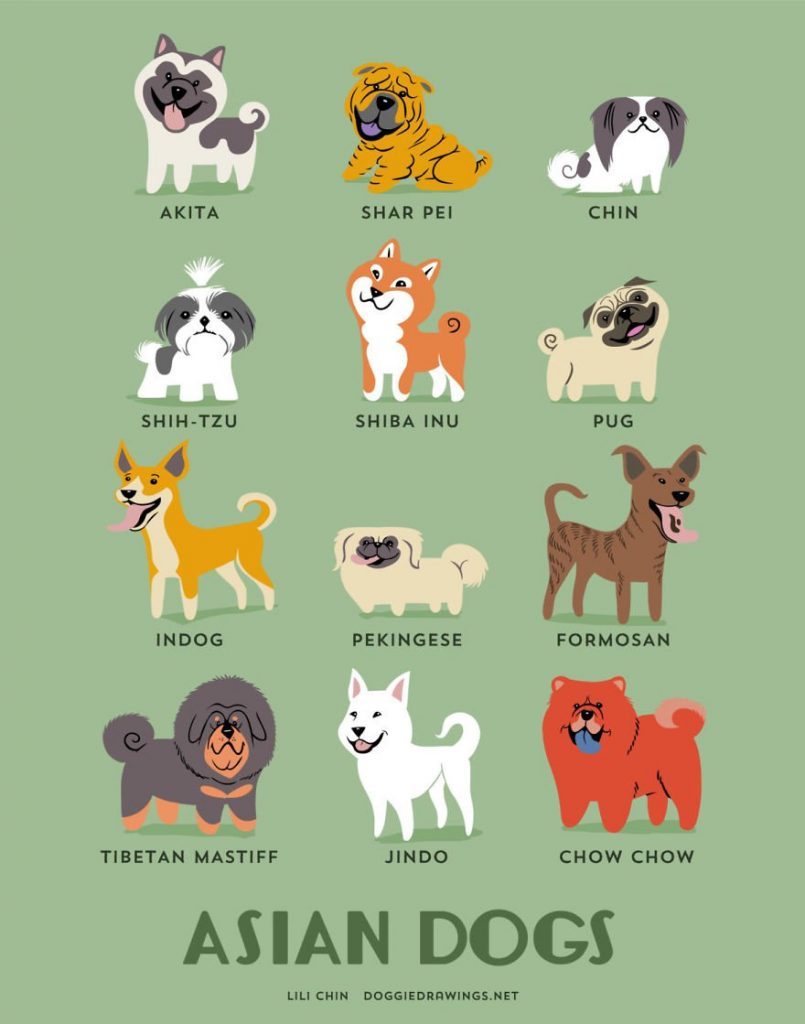 Dogs-Of-The-World-Cute-Poster-Series-Shows-The-Geographic-Origin-Of-Dog-Breeds1__asia