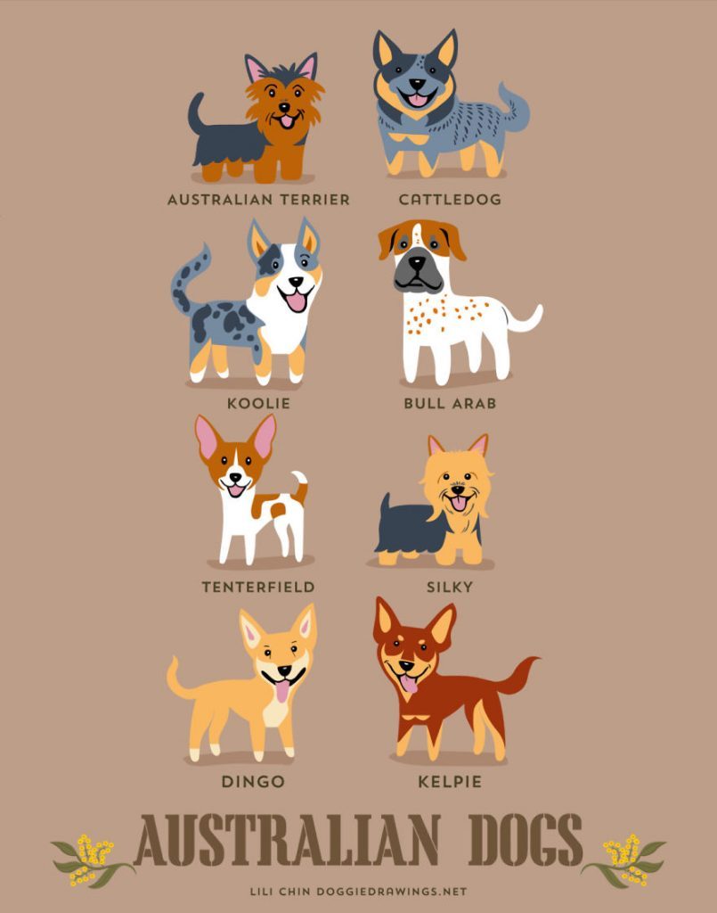 Dogs-Of-The-World-Cute-Poster-Series-Shows-The-Geographic-Origin-Of-Dog-Breeds2__australia
