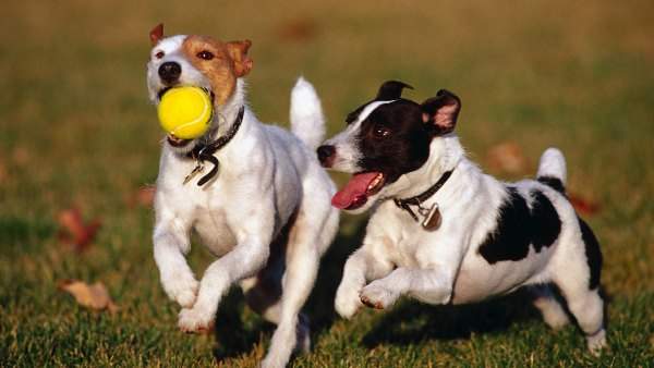 muhimu-dogs-playing-with-a-yellow-ball-hd-animal-wallpaper-dogs