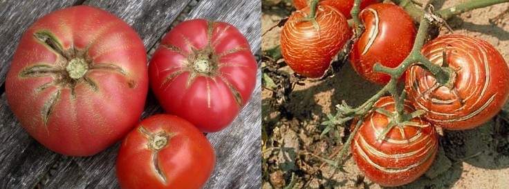 rajas-grietas-concentricas-radiales-tomates