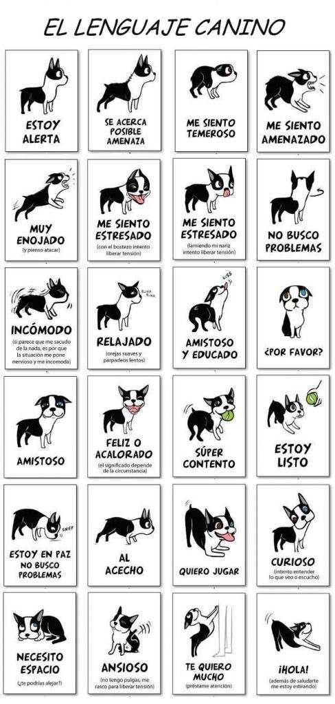Lenguaje-Canino-infografia-perros-ladrido