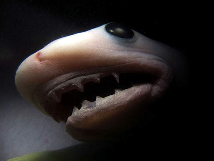 Tiburón Tigre. Autor: Peter Chinn para National Geographic