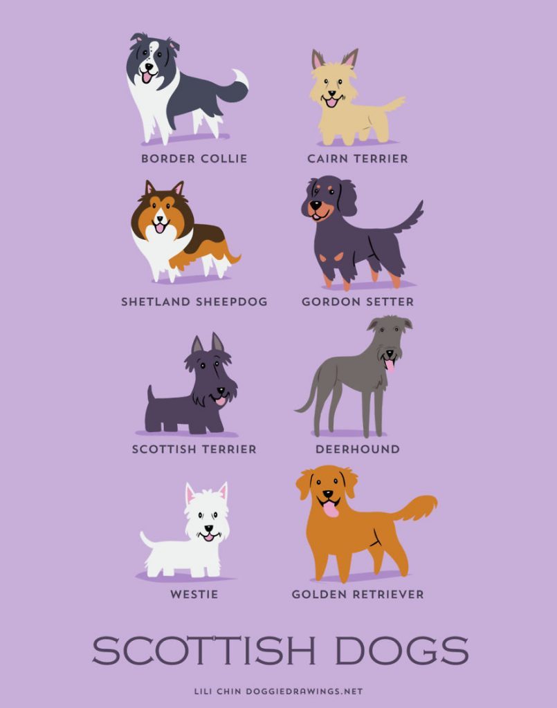 Dogs-Of-The-World-Cute-Poster-Series-Shows-The-Geographic-Origin-Of-Dog-Breeds10__escocia