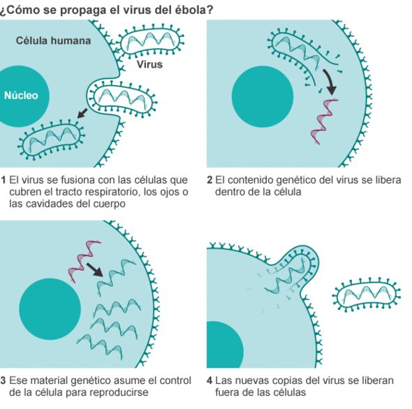 como se contagia el ebola grafico infografia 3