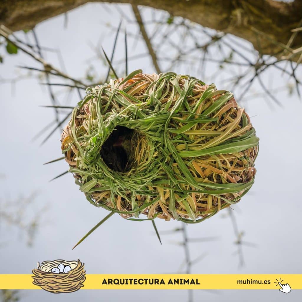 Los 7 mejores arquitectos de la naturaleza y sus espectaculares diseños: los mejores nidos 6