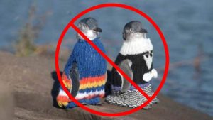 no-sweater-penguins-bad