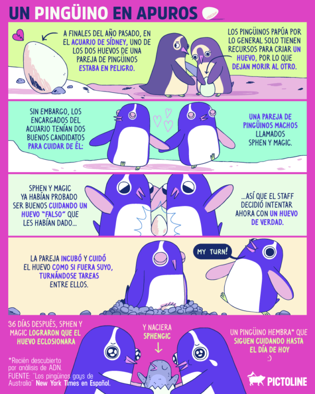 pinguinos romanticos 3