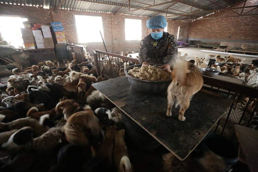 china-1300-stray-dog-shelter-wang-yanfang-1