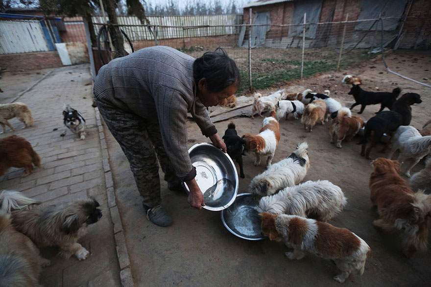 china-1300-stray-dog-shelter-wang-yanfang-3