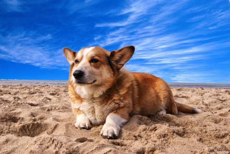 perros en la playa peligros 3