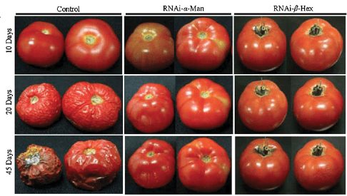 tomates transgénicos 3
