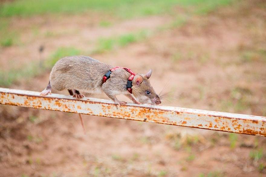 Si una rata desarrolla cáncer son operadas