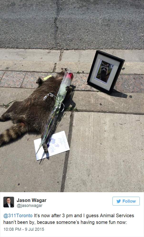 dead-raccoon-memorial-shrine-mourning-deadraccoonto-toronto-2