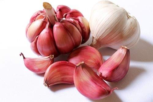 garlic-MEDICINAL