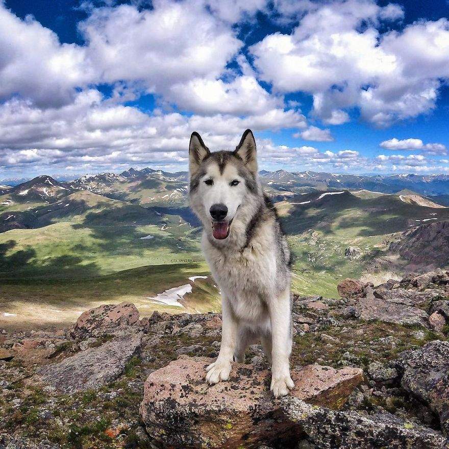 Loki-the-Wolfdog34__880