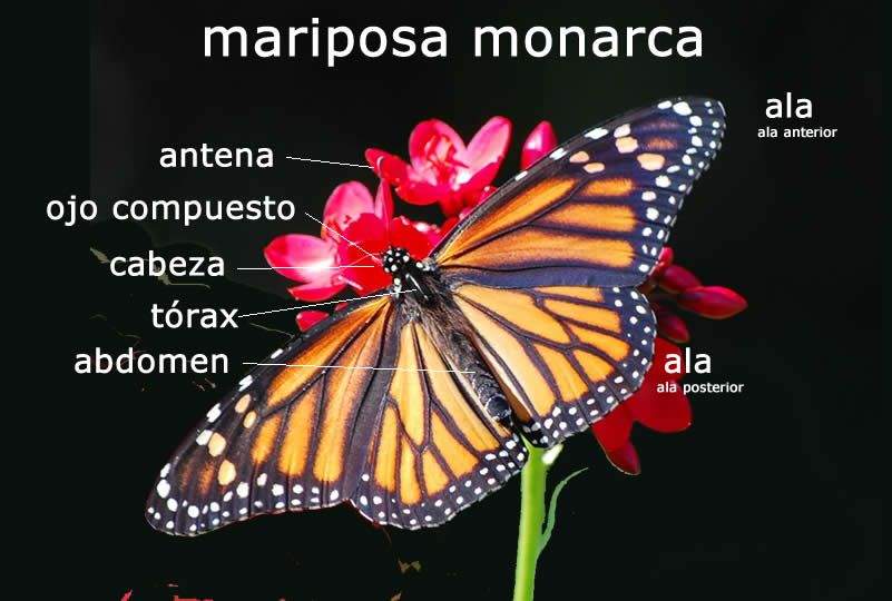 mariposa_monarca_grafica_800