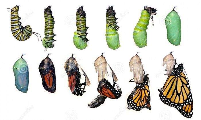 Proceso de metamorfosis de una mariposa monarca. Fuente: Dreamstime