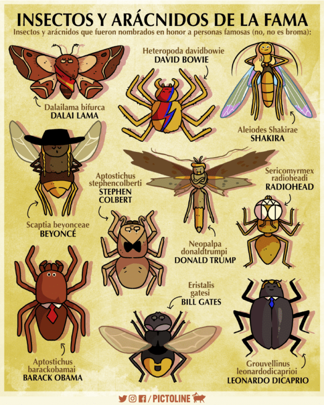 insectos con nombres famosos 3