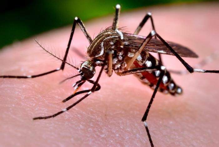 El responsable de la transmisión del virus zika es el mosquito Aedes aegypti, también transmisor de otras enfermedades como el dengue o el chikungunya