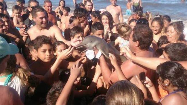 delfin-santa-teresita 3