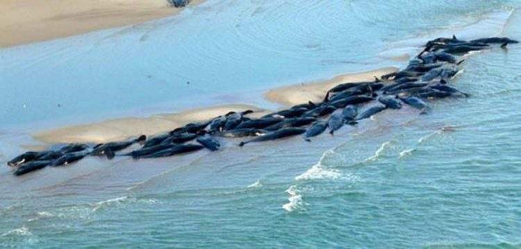 300-ballenas-muertas-Chile