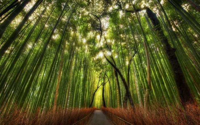 El cuento zen del bambú japonés y su reveladora lección acerca de la perseverancia 1