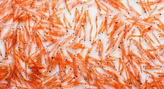 Krill. Foto: Cocinatis