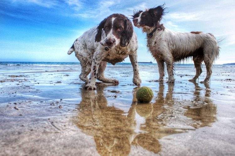¿Pueden ir los perros a las playas? Te ayudamos a resolver tus dudas legales 3