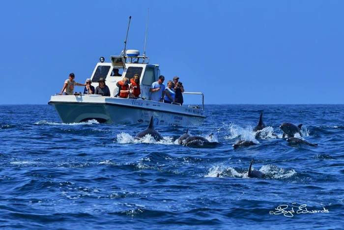 13. World Cetacean Alliance