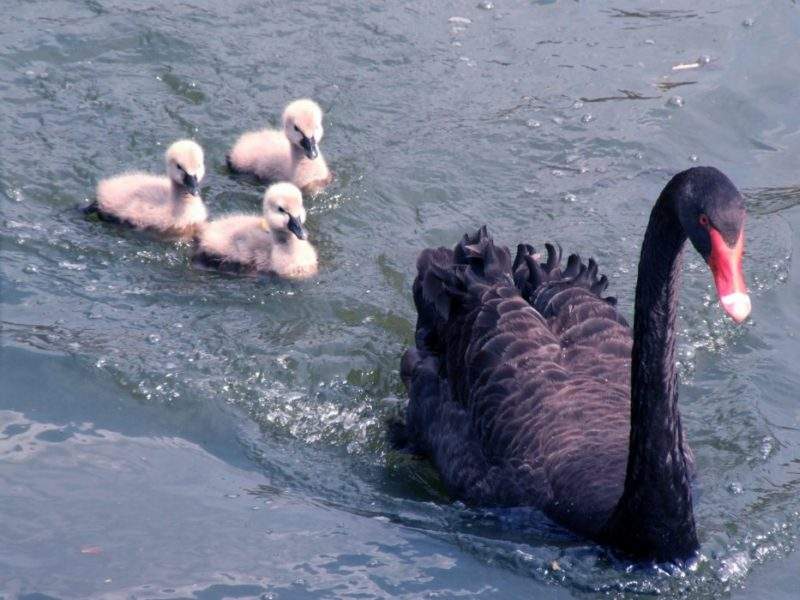 black_swan_family 3