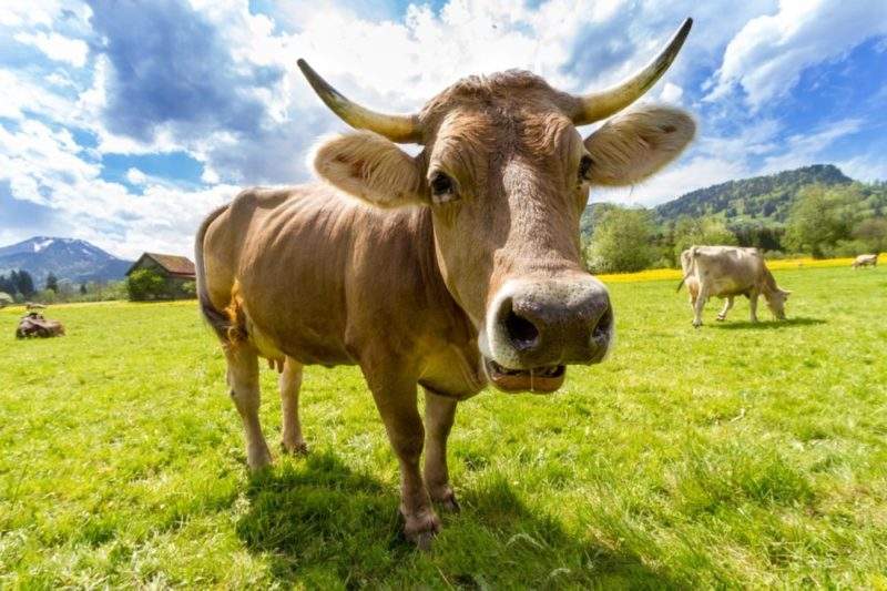 cow-pasture-animal-almabtrieb 3
