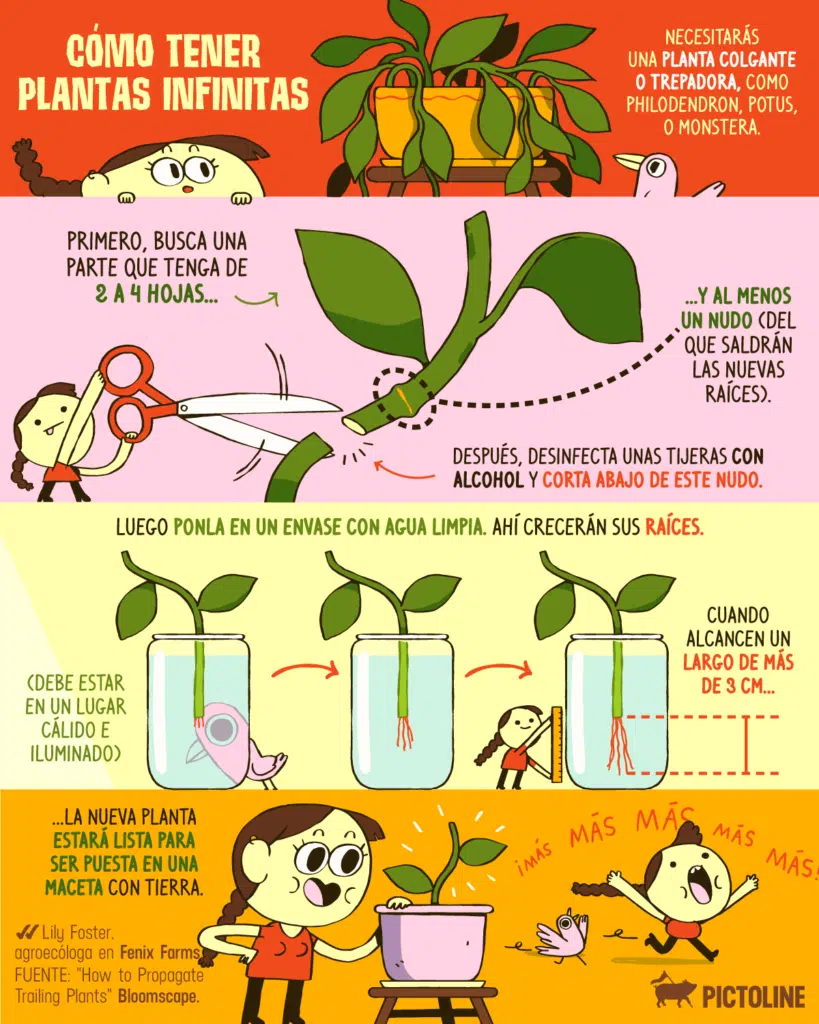 10 plantas aromáticas que puedes cultivar en agua y los consejos clave para que sobrevivan en ella 1