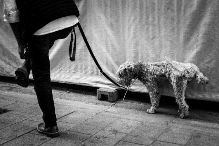 Multa de 750 euros a los dueños de perros que no limpien su orina con agua 2