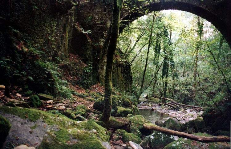 Os contamos por qué este frondoso bosque de Vigo sobrevivió a los incendios de Galicia 2