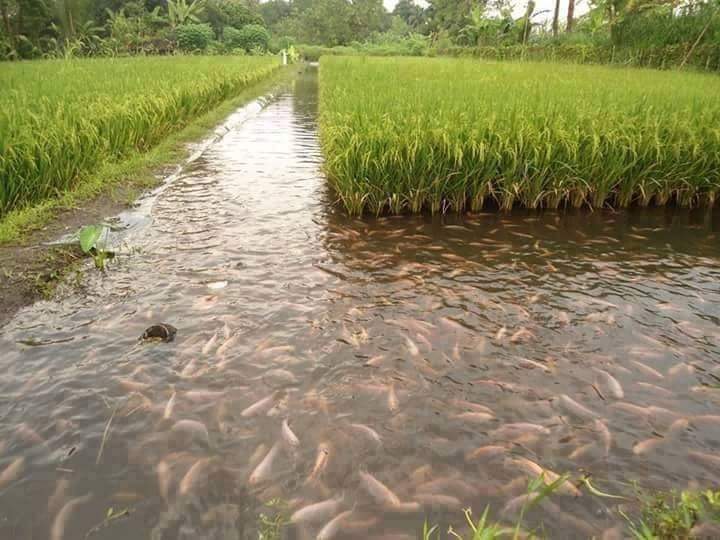 permacultura-arroz 3