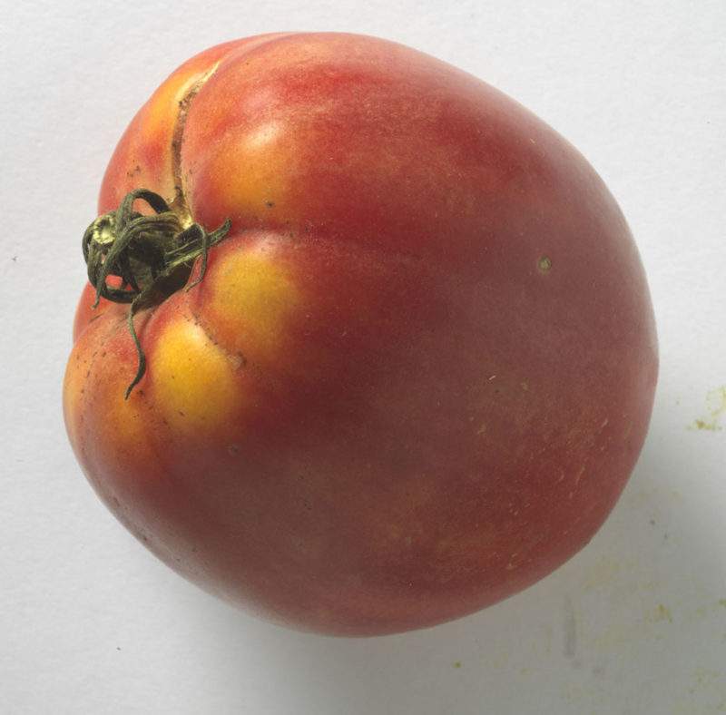 Corazón-de-buey-tomate 3