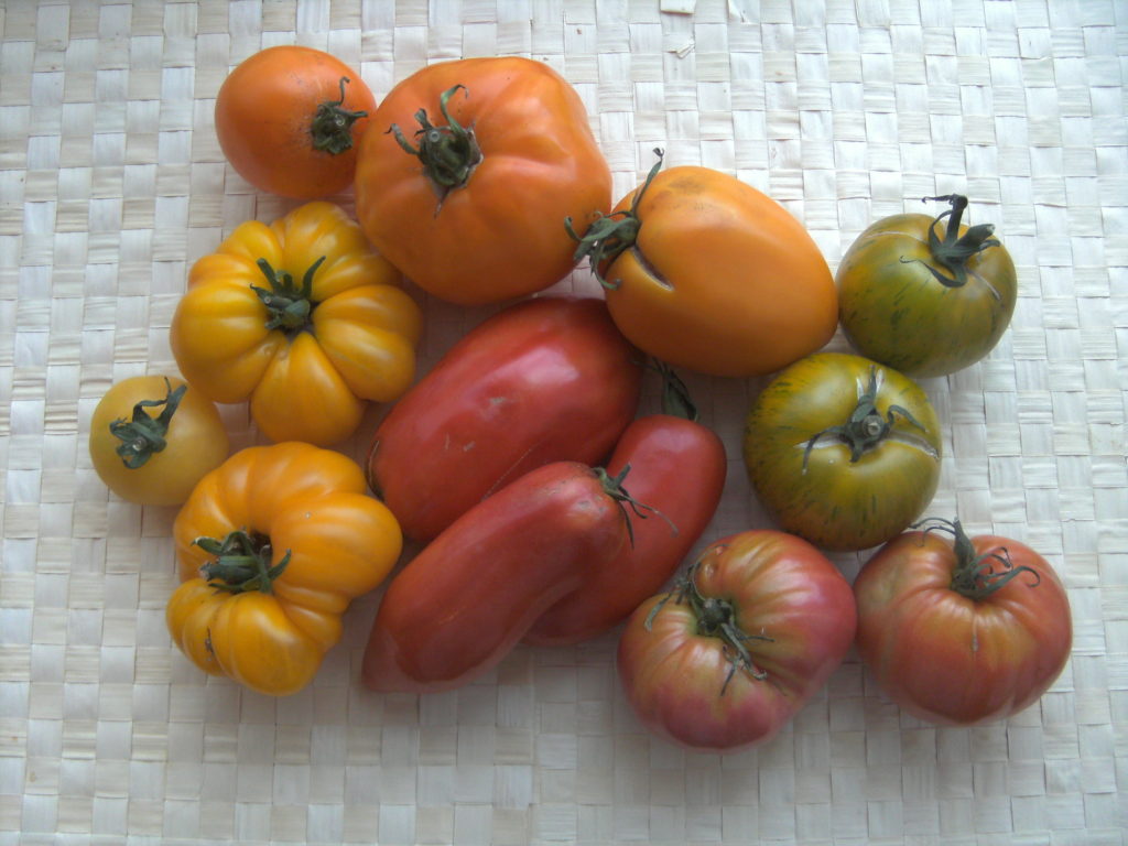 Las 10 mejores variedades de tomate español: características, curiosidades y diferencias 1