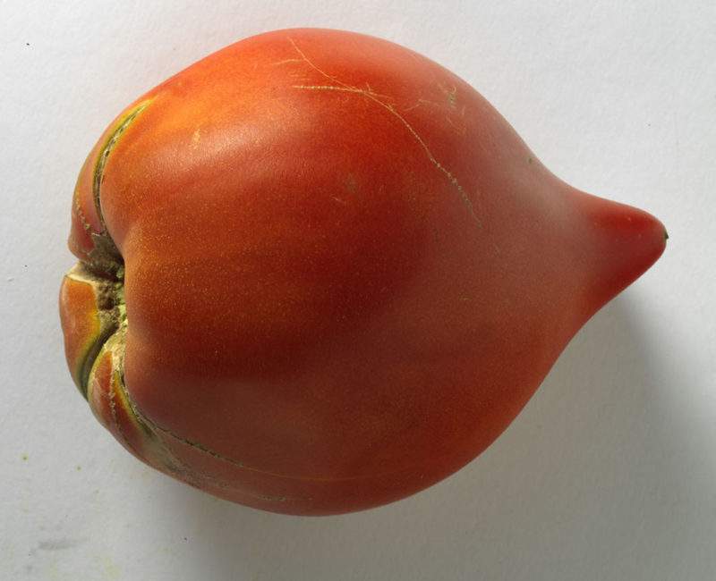 pezon-de-venus-tomate 3