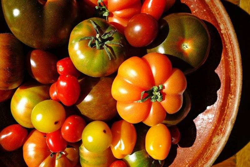 tomatoes-mejores 3