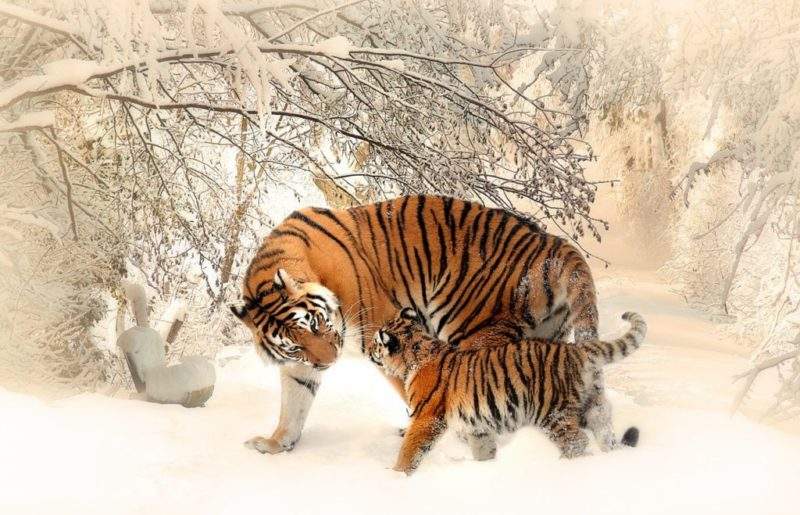 adult-and-cub-tiger-on-snowfield-near-bare-trees-39629 3