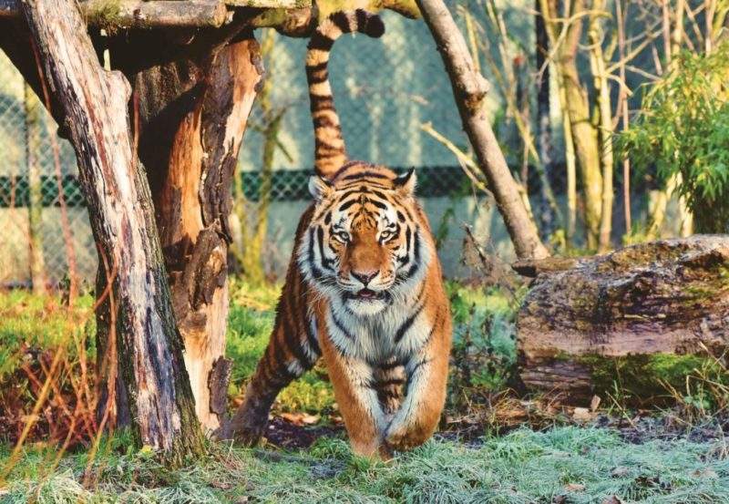 photo-of-tiger-2263936 3