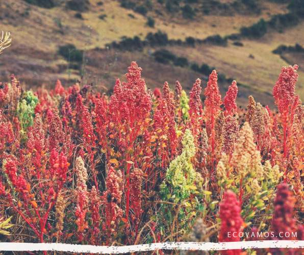 Chenopodium quinoa real ¿Peligrosa? los secretos de la energía andina. Propiedades y consejos para limpiarla y cocinar 2