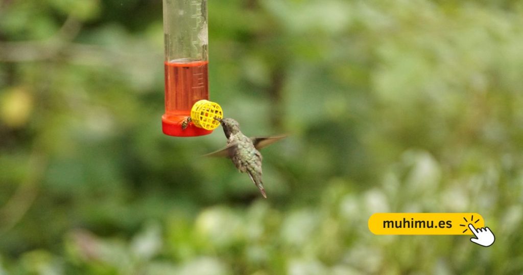 Cómo crear un bebedero DIY en tu terraza para que pequeñas aves puedan resistir el verano 8