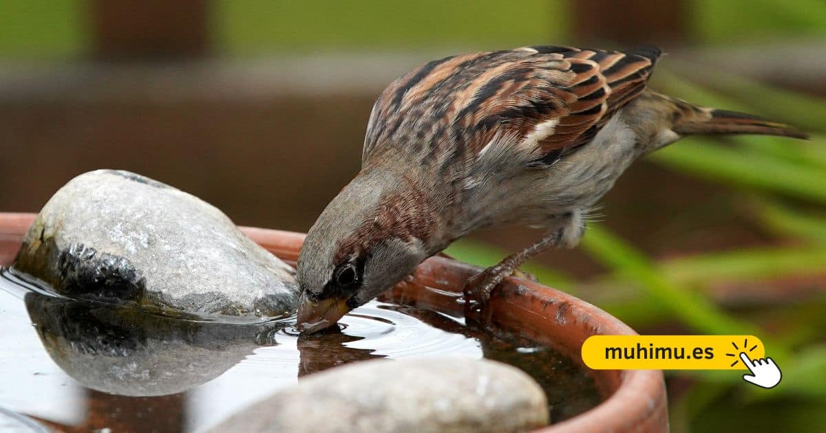 Cómo crear un bebedero DIY en tu terraza para que pequeñas aves puedan resistir el verano 22