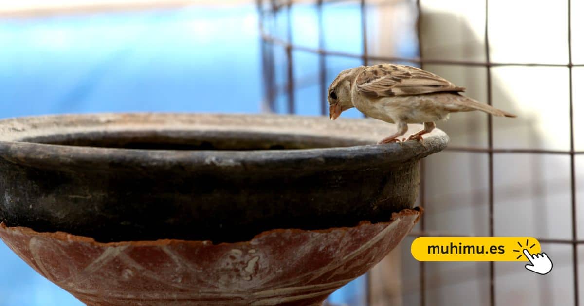 Cómo crear un bebedero DIY en tu terraza para que pequeñas aves puedan resistir el verano 18