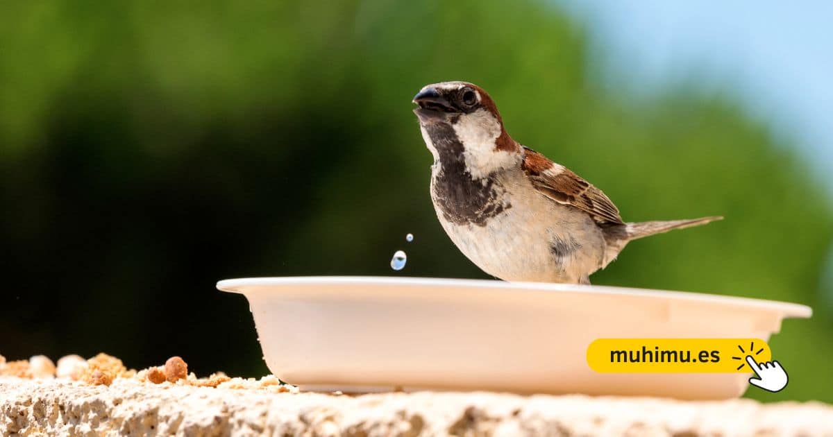 Cómo crear un bebedero DIY en tu terraza para que pequeñas aves puedan resistir el verano 17