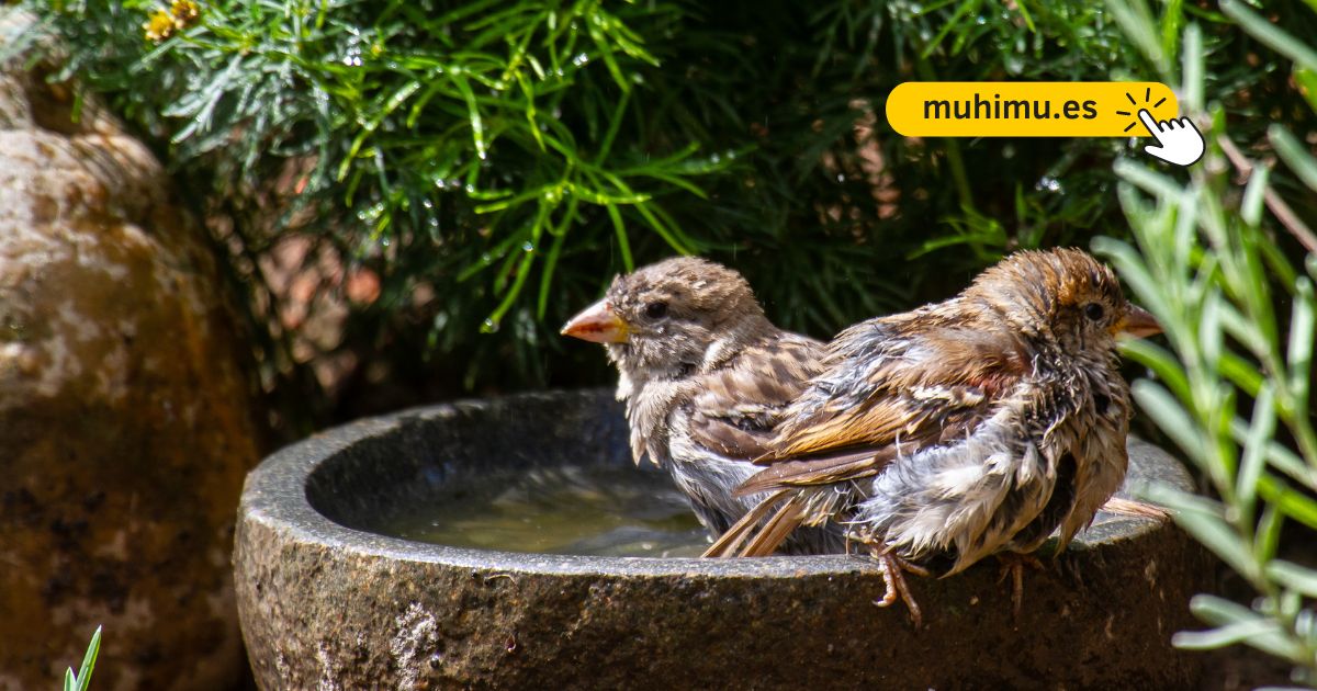 Cómo crear un bebedero DIY en tu terraza para que pequeñas aves puedan resistir el verano 15