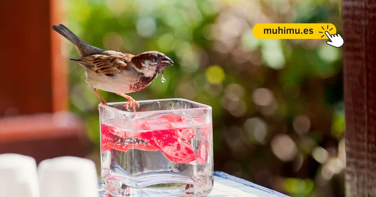Cómo crear un bebedero DIY en tu terraza para que pequeñas aves puedan resistir el verano 13