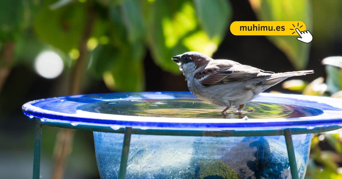 Cómo crear un bebedero DIY en tu terraza para que pequeñas aves puedan resistir el verano 12